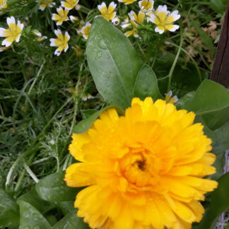 Calendula (yellow)