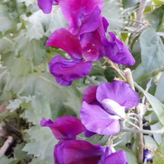 Sweet Pea (purple)