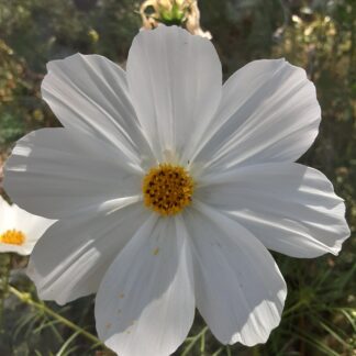 White Cosmos