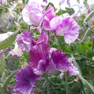 Sweet Pea (purple and white striped)
