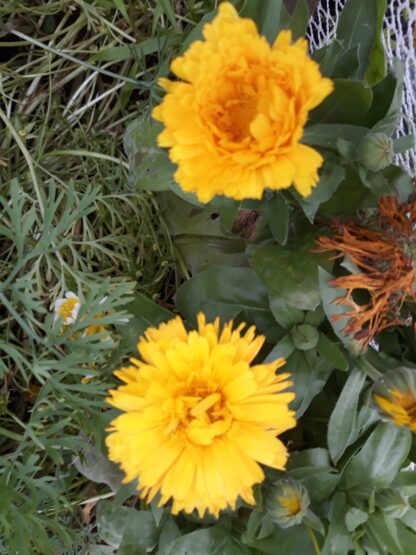Calendula (yellow)