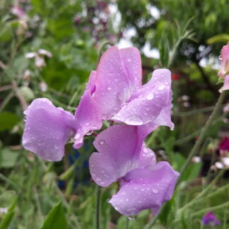 Sweet Pea (Mauve)