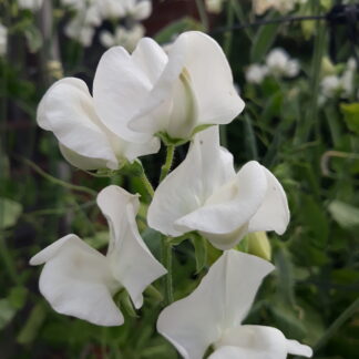 Sweet Pea (white)