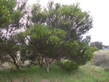 Acacia Uncifolia - Coast Wirilda