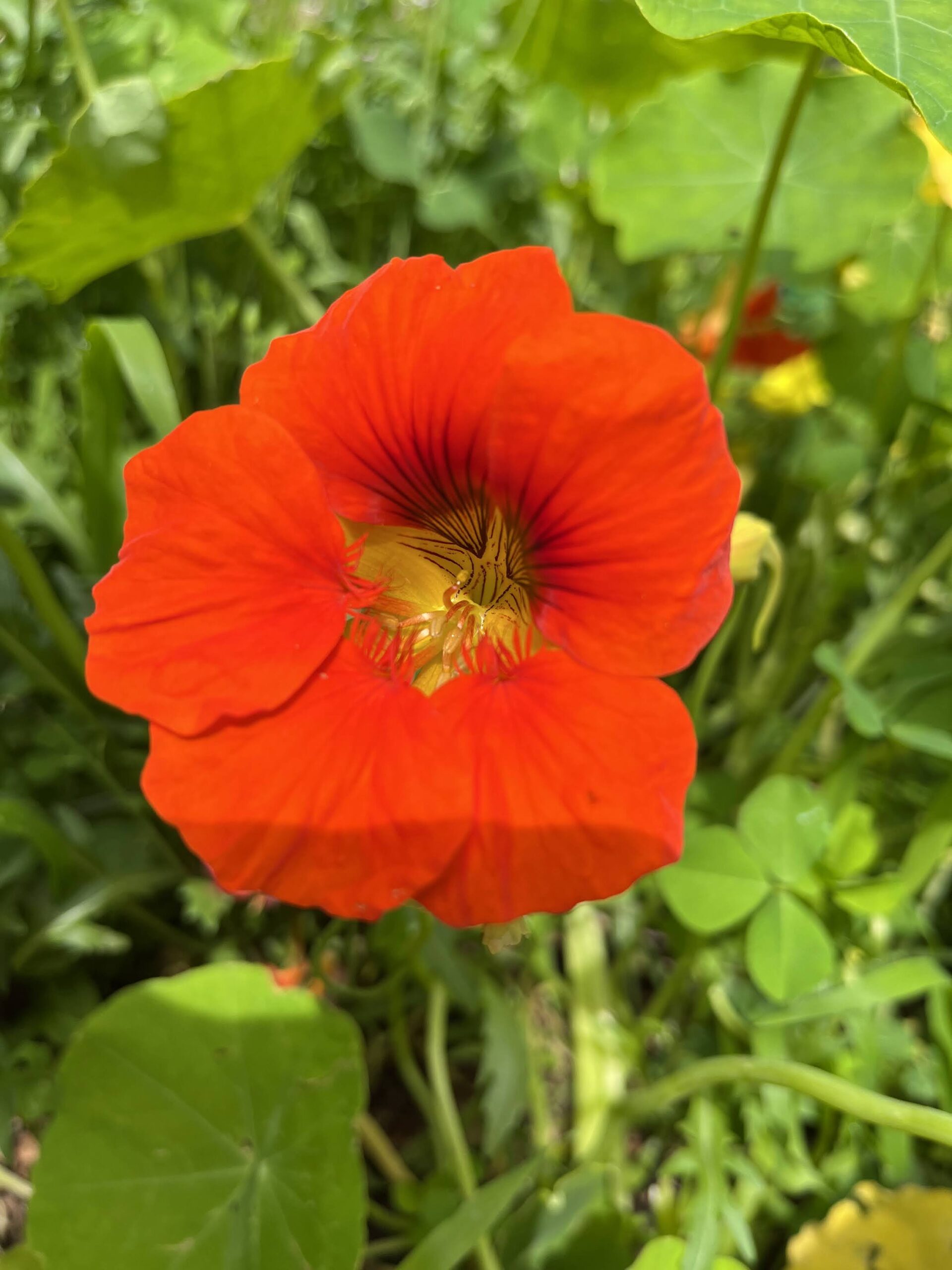Nasturtium - Mix Of Colours Nasturtium - Mix Of Colours - Image 3