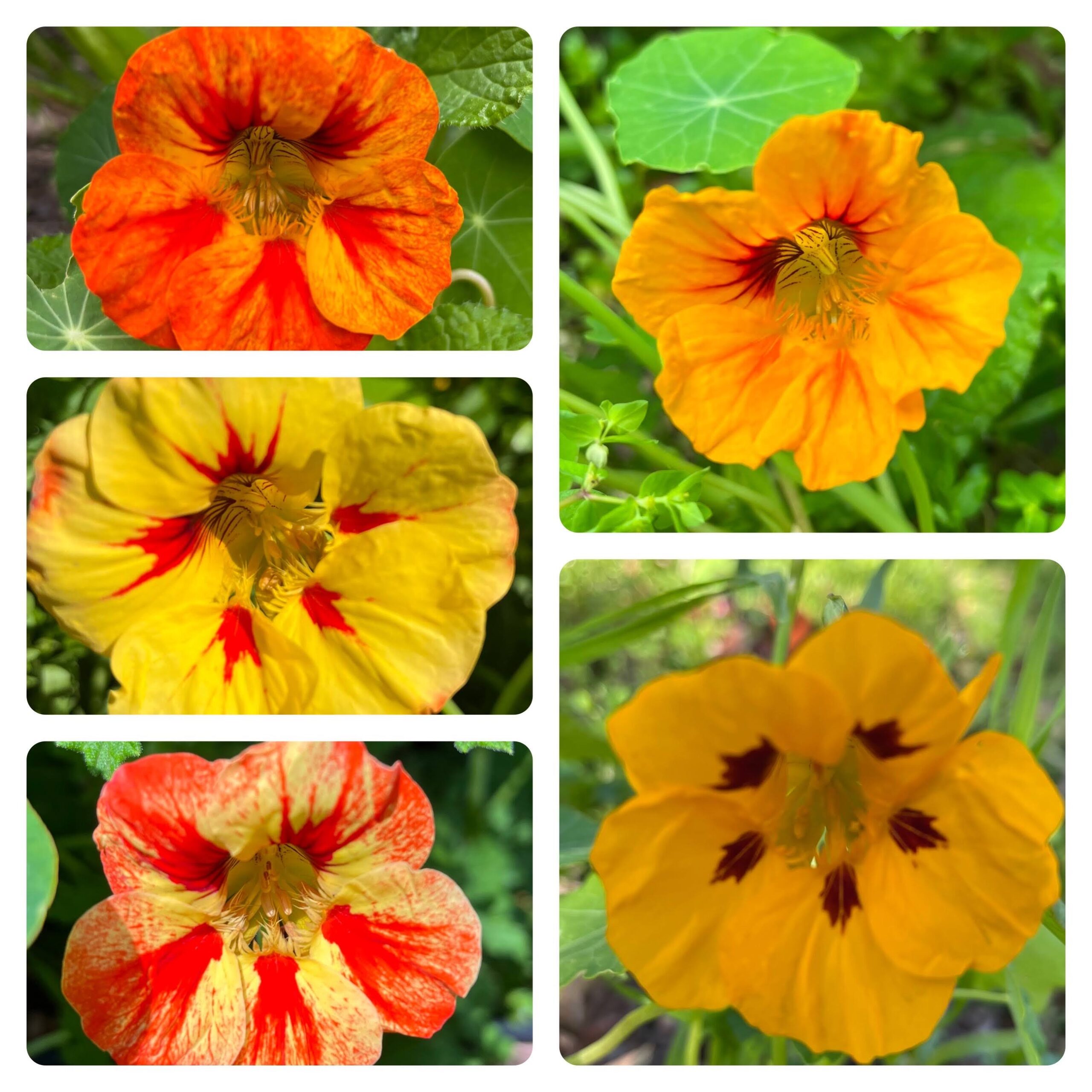 Nasturtium - Mix Of Colours Nasturtium - Mix Of Colours