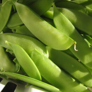 Snow Pea - Mammoth Melting