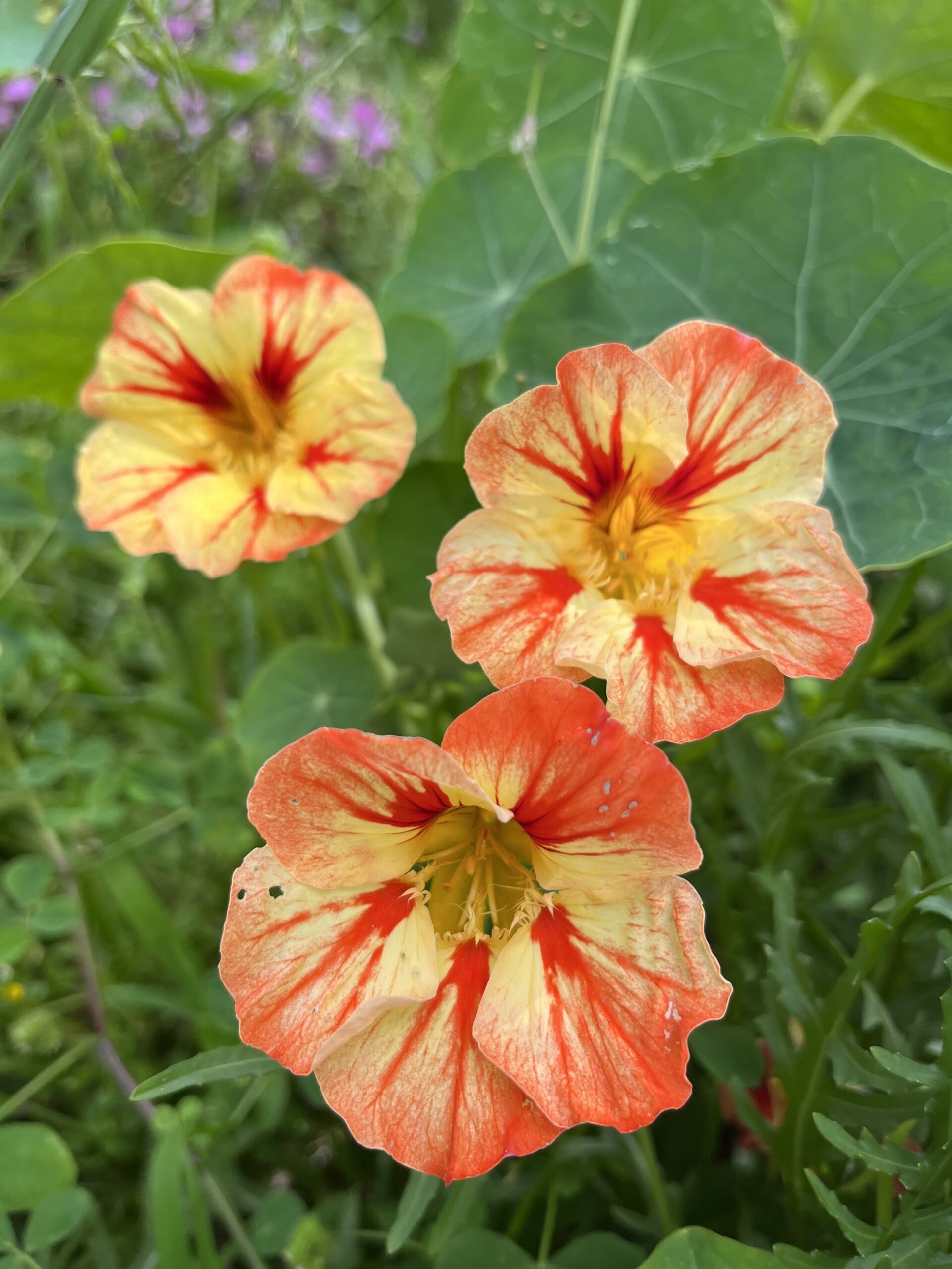 Nasturtium - Mix Of Colours Nasturtium - Mix Of Colours - Image 2