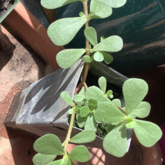 Purslane - Portulaca oleracea, 25 seeds from LocalSeed