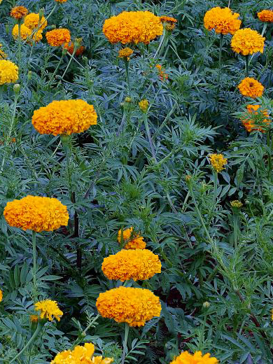 Tagetes erecta - Big Marigold, African Marigold SEED from LocalSeed, FEMALE FLOWER