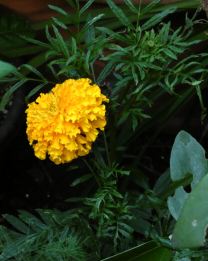 Tagetes erecta - Big Marigold, African Marigold SEED from LocalSeed, FEMALE FLOWER