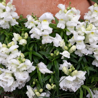 Snapdragon (white)