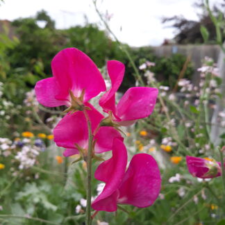 Sweet Pea (Dark Pink)
