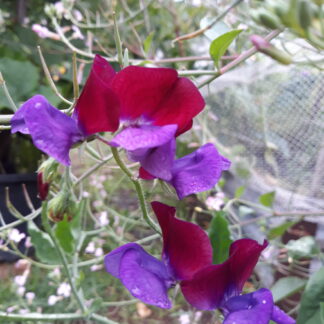 Sweet Pea (Dark Red and Purple)