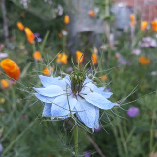 Nigella (blue)