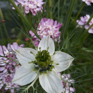 Nigella (white)