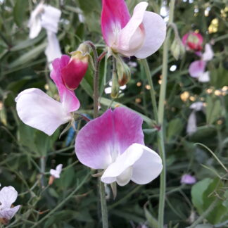 Sweet Pea (Pink and White Striped)