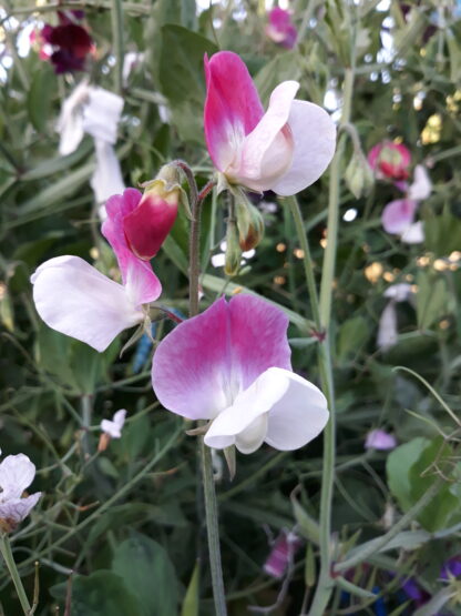 Sweet Pea (Pink and White Striped)