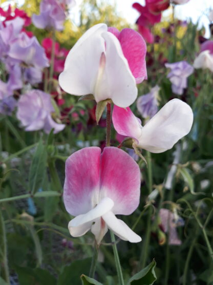 Sweet Pea (Pink and White Striped)