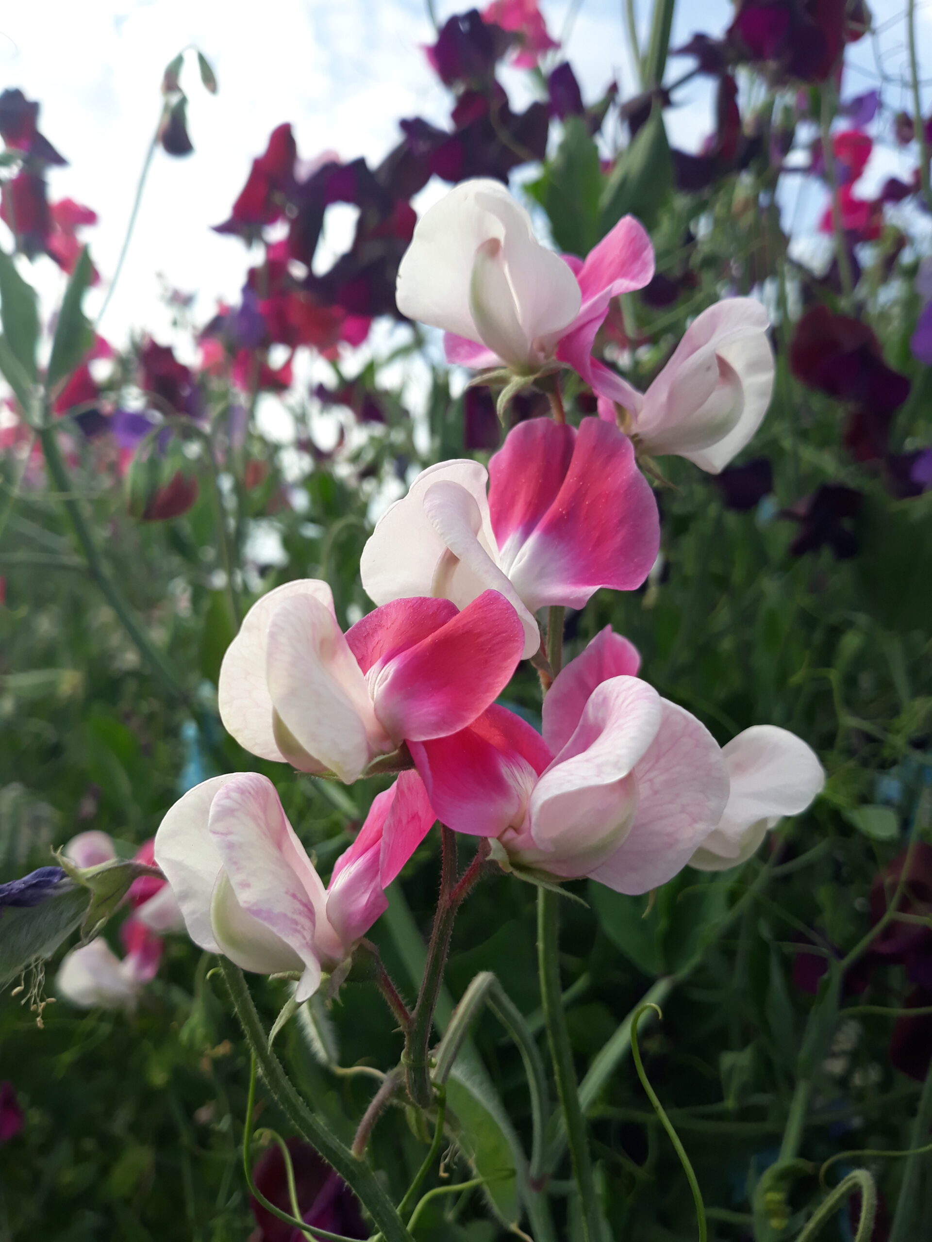 Sweet Pea (Pink and White Striped) Sweet Pea (Pink and White Striped) - Image 2
