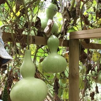 Gourd - ‘Lump In The Neck’