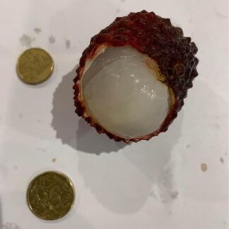 2 Giant Emperor Lychee Seedlings In A Pot