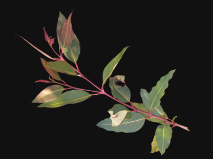 Eucalyptus ficifolia foliage 1