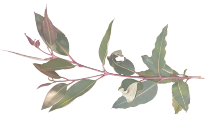 Eucalyptus ficifolia foliage 1