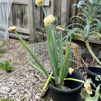 Spring Onion / Green Onions