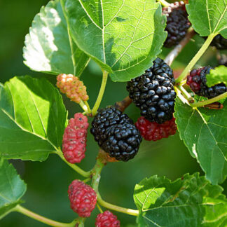 1x Black Mulberry Seedling Plant