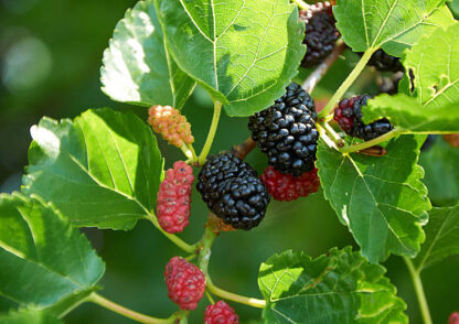 1x Black Mulberry Seedling Plant - Local Seeds