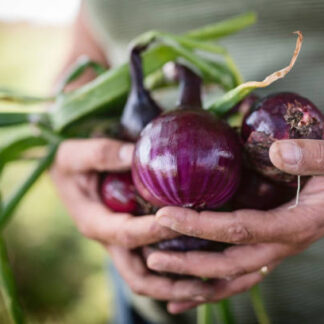 Onion Amposta Purple