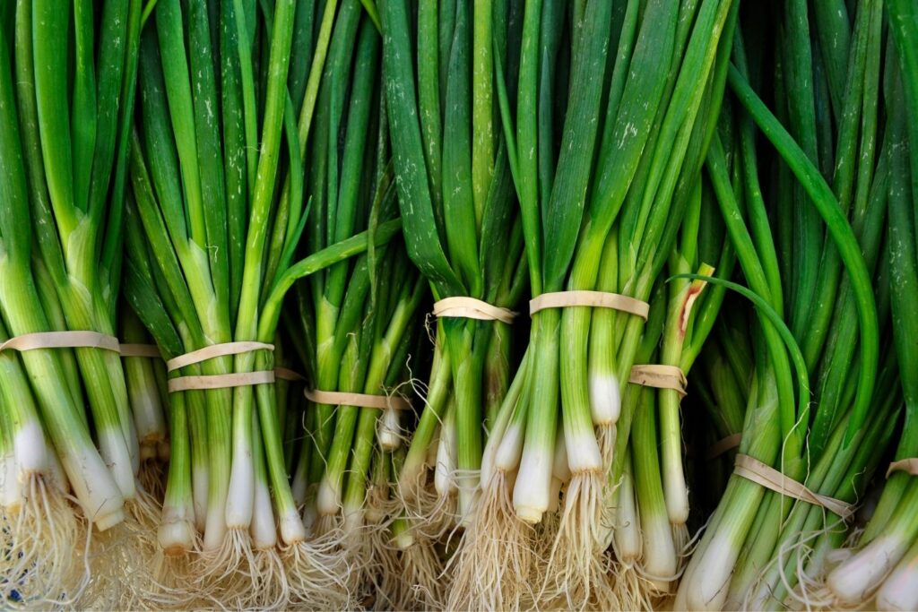 Spring Onion Local Spring Onion / Green Onions - Local Seeds