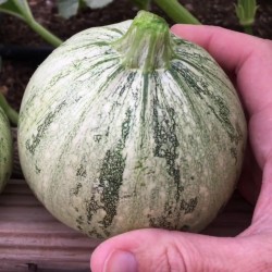 Zucchini Ronde De Nice