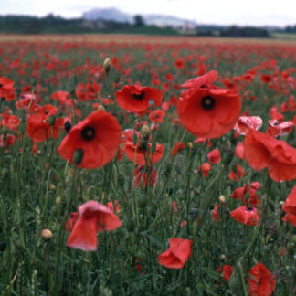 Poppy Oriental Poppy Big Red - Papaver Orientale