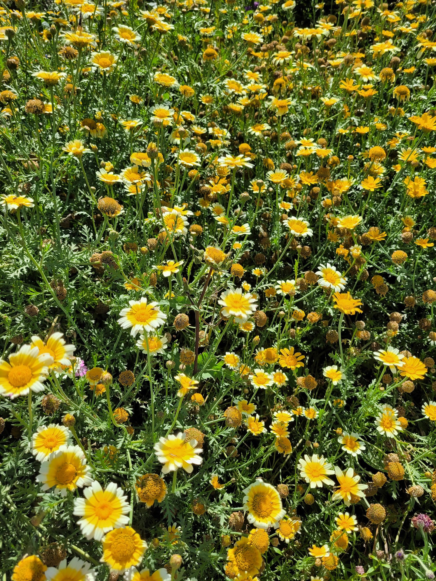 Shungiku (Chop Suey Greens) Shungiku (Chop Suey Greens) - Image 2