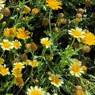 Shungiku (Chop Suey Greens)