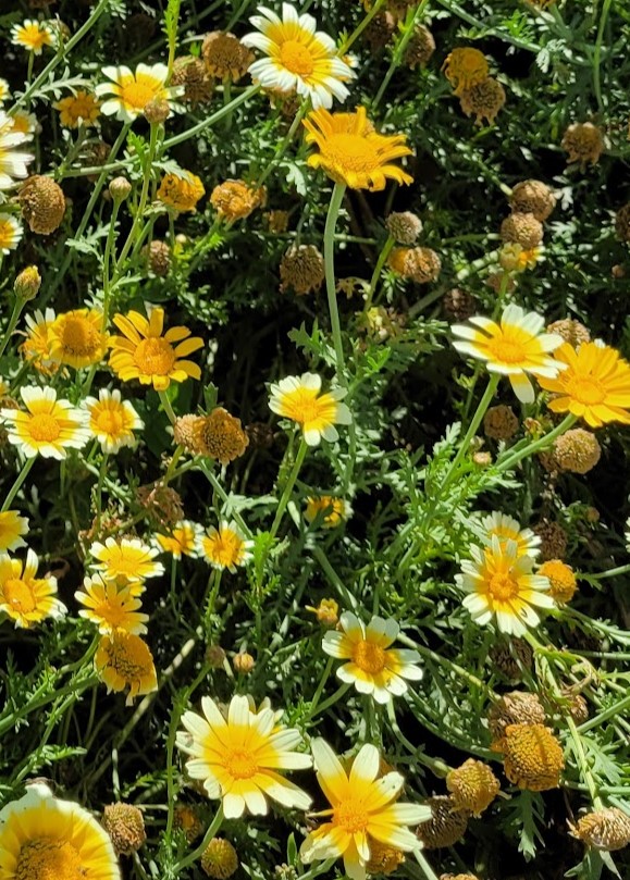 Shungiku (Chop Suey Greens) Shungiku (Chop Suey Greens)