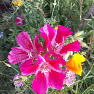 Godetia (Pink and White Striped)