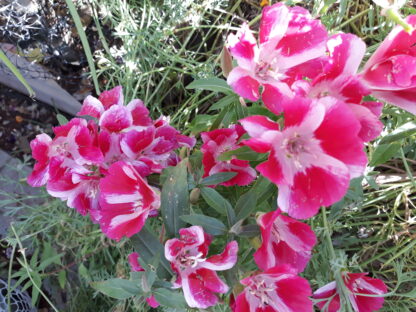 Godetia (Pink and White Striped)