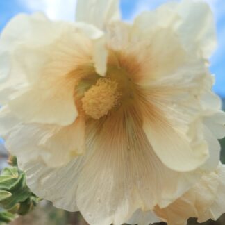 Hollyhock (Pale Yellow)