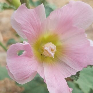 Hollyhock (Pink)