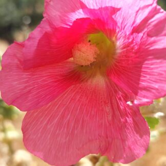 Hollyhock (Fuchsia Pink)