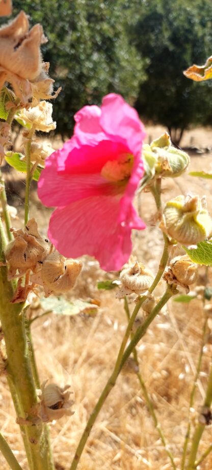 Hollyhock (Fuchsia Pink)