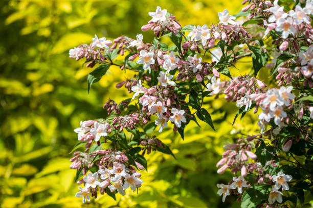 Beauty Bush Kolkwitzia Amabilis Beauty Bush Kolkwitzia Amabilis - Image 2