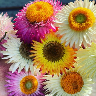 Xerochrysum Bracteatum (Mixed Colour) Everlasting Paper Daisy (1g)