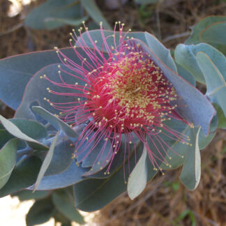 Eucalyptus macrocarpa – Rose of the West, seed x 15