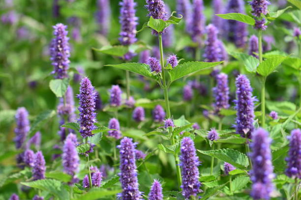Anise Hyssop Anise Hyssop - Image 2