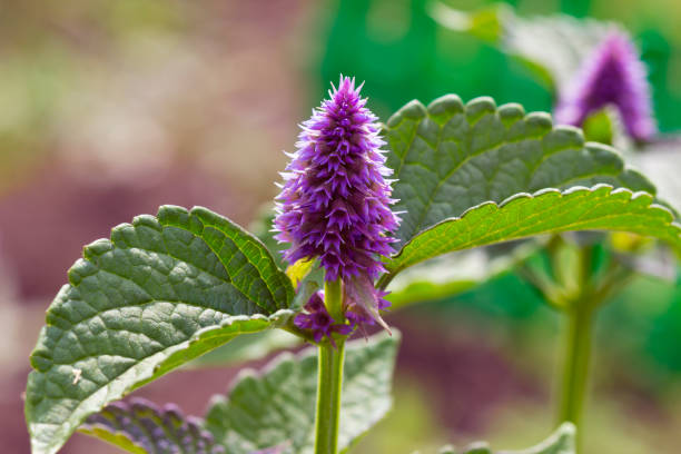 Anise Hyssop Anise Hyssop