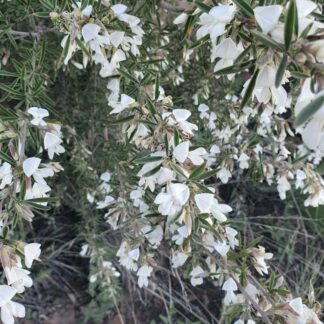 Tagasaste (Tree Lucerne)